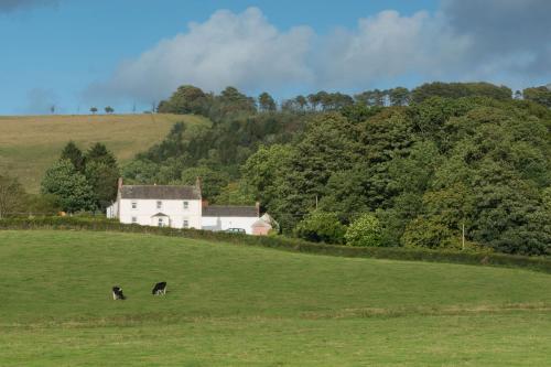 dos vacas pastando en un campo frente a una casa en Bishopcleugh Guest House, en Lockerbie