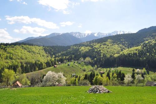 a field of green grass with mountains in the background at Casuta Bunicii in Bran