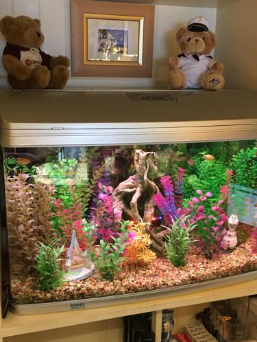 two teddy bears sitting on a shelf with a fish tank at Corona Blackpool in Blackpool