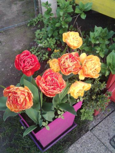 a bunch of colorful flowers in a flower pot at La Roulotte De Lola - Chambre d'hôtes in La Celle