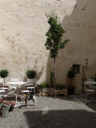 a cat standing next to a table and a tree at Les quatre provinces d'Irlande in Saint-Amant-Tallende