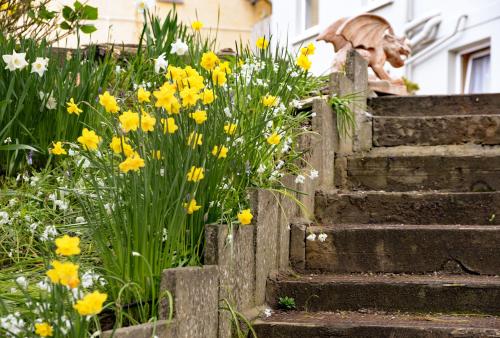 a dog sitting on the steps of a bunch of flowers at Gabriel House Guesthouse in Cork