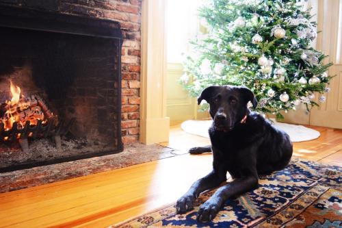 a black dog laying on a rug in front of a christmas tree at Barrows House in Dorset