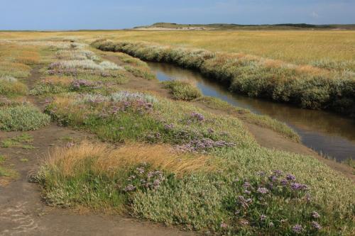 a field of grass and purple flowers next to a river at 't lant van Texsel in De Koog