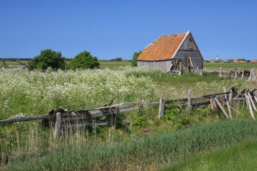 an old barn in the middle of a field of flowers at 't lant van Texsel in De Koog