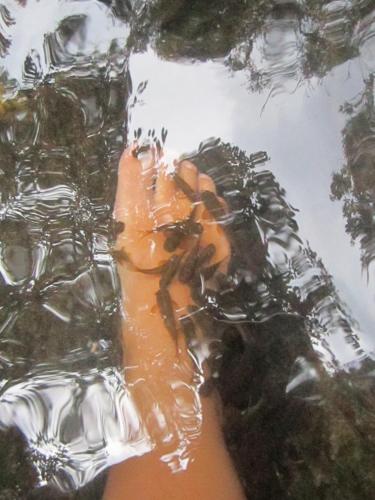 a person holding their hand in the water at Sinharaja Rest in Deniyaya