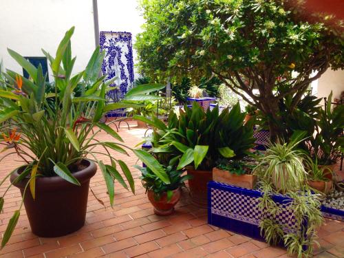 a bunch of potted plants sitting on a brick floor at Sant Jaume in Alcudia