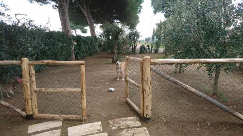 a dog standing next to a fence with a ball at Podere Isabella in San Vincenzo