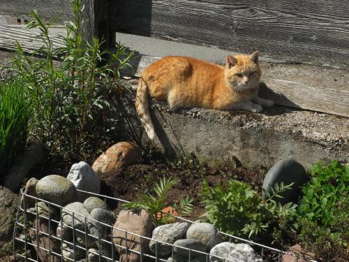 ファームステイの敷地内または近くにいる動物