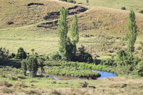 a person standing next to a river in a field at Hostal Boutique Los Arrayanes in Castro