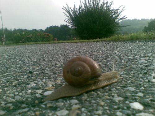 WeichselbaumにあるBiohof Kollerのギャラリーの写真