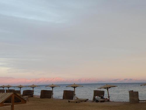 a group of chairs and umbrellas on a beach at Daniela Diving Resort Dahab in Dahab