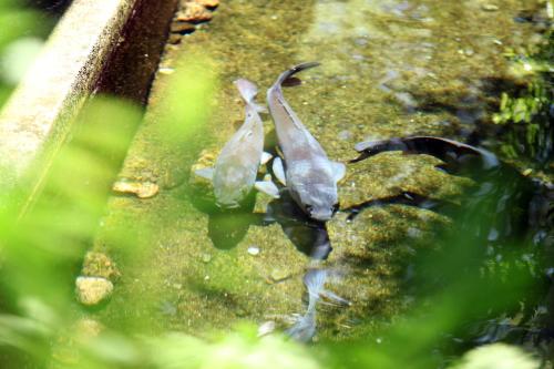 a couple of birds standing in the water at Chikurakutei in Minami Aso