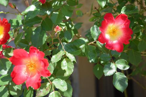 a group of red and yellow flowers on a tree at Olympic Fashion Hotels in Athens