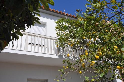 an orange tree in front of a white building at B&B Les Chambres Rooms & Suite in Santa Teresa Gallura