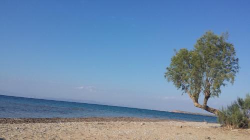 a tree on a sandy beach near the water at Akrogiali in Skala
