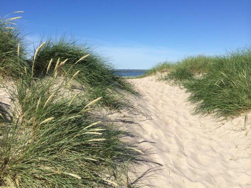 een zandpad door het gras op een strand bij Ferienhaus Buhne V in Graal-Müritz