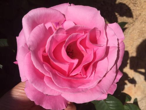 a person holding a pink rose in their hand at Agroturisme Son Barceló Mas in Campos