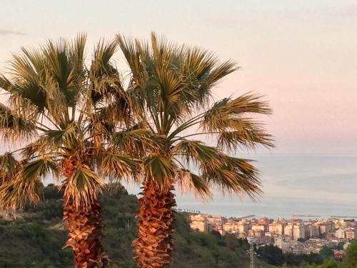 una palma con una città sullo sfondo di Le Limonaie a Mare a San Benedetto del Tronto
