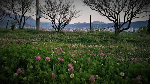 a field of flowers with trees and mountains in the background at Uphill Glavanovic Villas in Bar