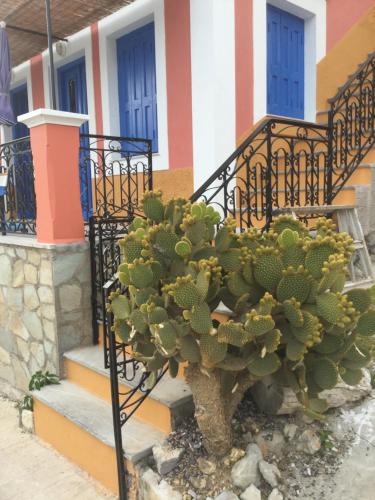 a cactus in front of a house with stairs at Nikolitsi Studios in Symi