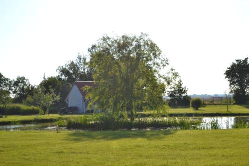a tree in a field next to a pond at Avalon Połchowo in Kamień Pomorski
