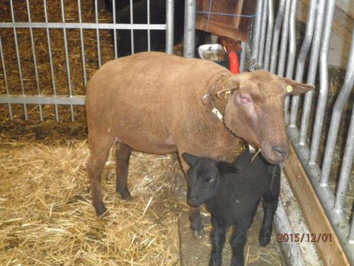 Tiere in diesem Bauernhof oder in der Nähe