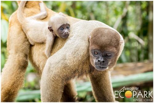 a monkey with a baby monkey on its back at Amazon Ecopark Jungle Lodge in Manaus