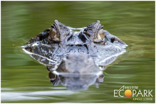 a close up of a crocodile floating in the water at Amazon Ecopark Jungle Lodge in Manaus