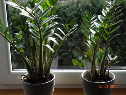 two potted plants sitting in front of a window at Pokoje Herta - Domek letniskowy in Stawiguda