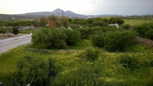 a road with bushes and a field of flowers at Stolidi in Adamas