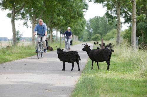two people on bikes and two black goats on a path at B&B 't Heirweggoed in Assenede
