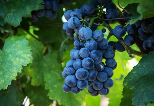 a bunch of blue grapes hanging from a tree at Weingut und Gästehaus Salzl in Illmitz