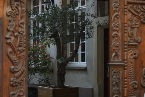 a tree in a pot in front of a window at Quai 17 Maison d'hôtes in Strasbourg