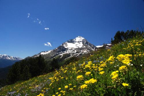 a snow covered mountain with a field of yellow flowers at VVF Val-Cenis Haute-Maurienne in Lanslevillard