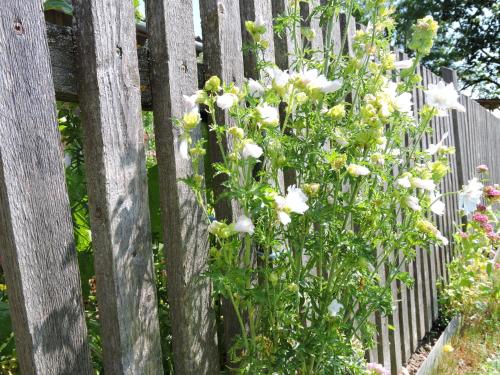 a fence with white flowers growing on it at Ferienwohnung Pichler in Traunstein