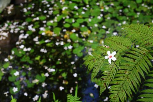 a white flower on a green plant with green leaves at Xiangyang Tianyuan in Sanyi