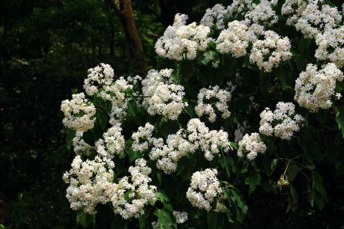 a bunch of white flowers on a tree at Xiangyang Tianyuan in Sanyi