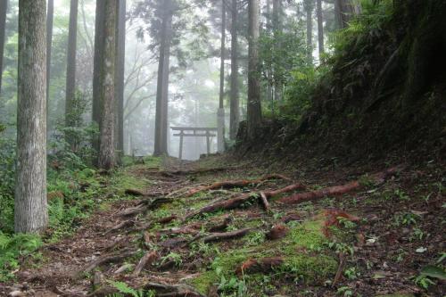a misty trail in the woods with trees at Ashita no Mori in Hongu