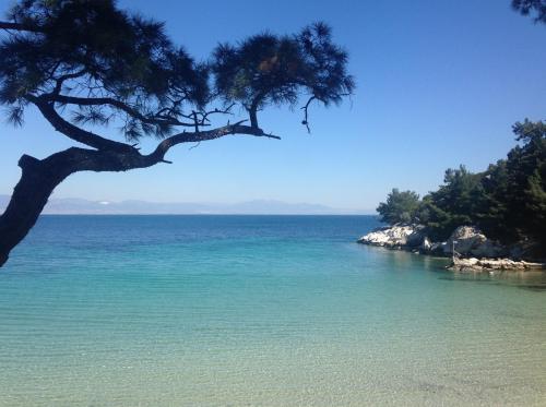 a beach with a tree and the ocean at Armonia Villas in Skala Rachoniou