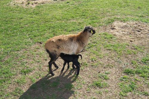 Animales en the country house o alrededores