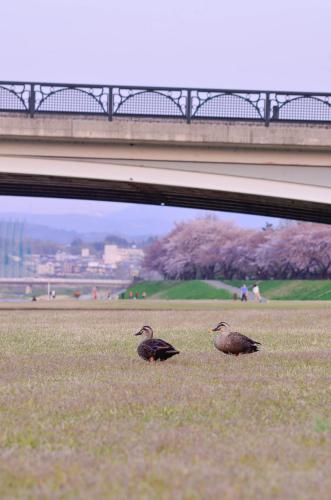 two birds standing in the grass under a bridge at sararaso in Kanazawa
