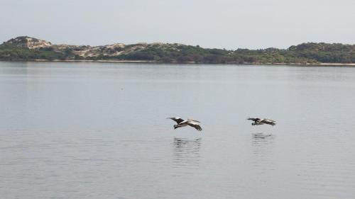 two birds flying over a large body of water at Australind Tourist Park in Australind