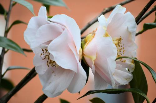 two white flowers on a tree branch at Hotel Garni Rivabella au Lac in Brissago