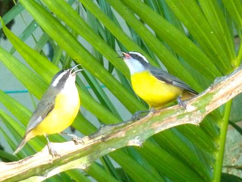 two birds sitting on a tree branch at El Refugio in Foz do Iguaçu