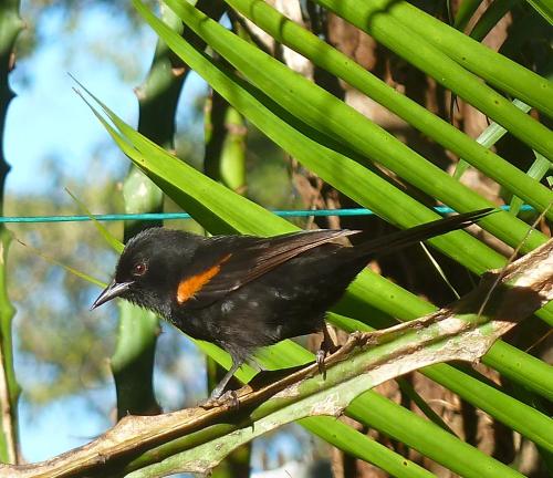 a black bird sitting on a tree branch at El Refugio in Foz do Iguaçu