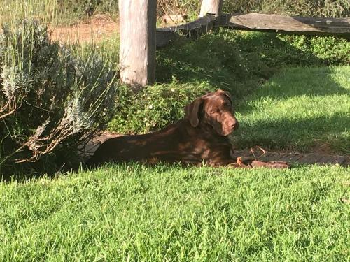 a brown dog laying in the grass in the yard at Ionaforest Yurt in Wingello