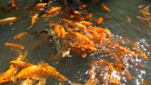 a group of goldfish swimming in a pond at Mi Casa - The gem of Ijen in Banyuwangi
