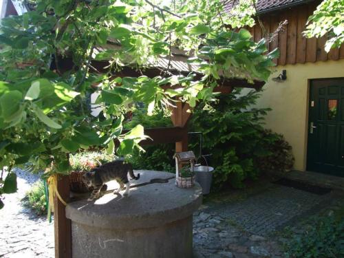 a cat walking on top of a stone pillar at Avalon Połchowo in Kamień Pomorski