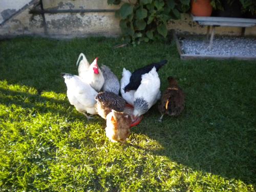 a group of chickens standing in the grass at Appartement Huebgut in Bruck an der Großglocknerstraße